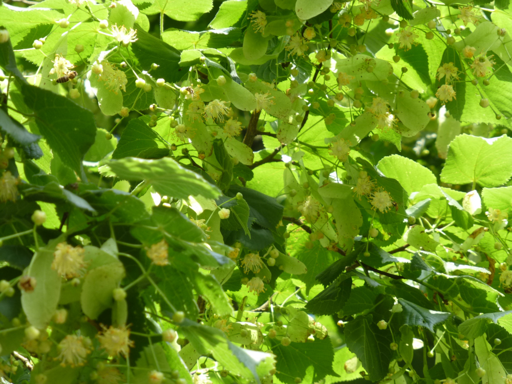 unter linden lindenblüten