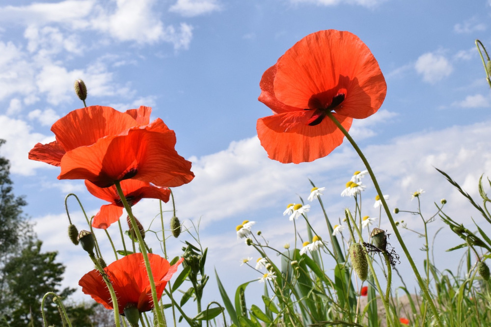 klatschmohn